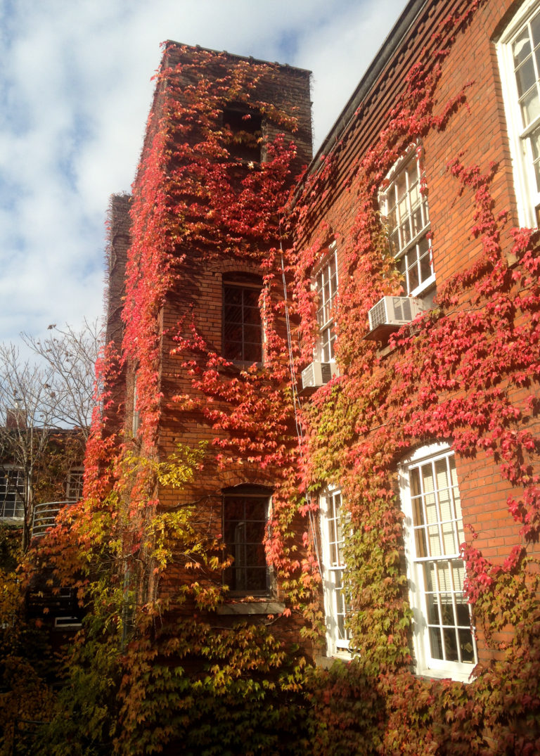 building with ivy growth